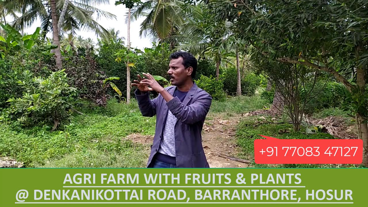 Lakhs of Rupees Monthly Income AGRI FARM LAND for Sale @ DENKANIKOTTAI