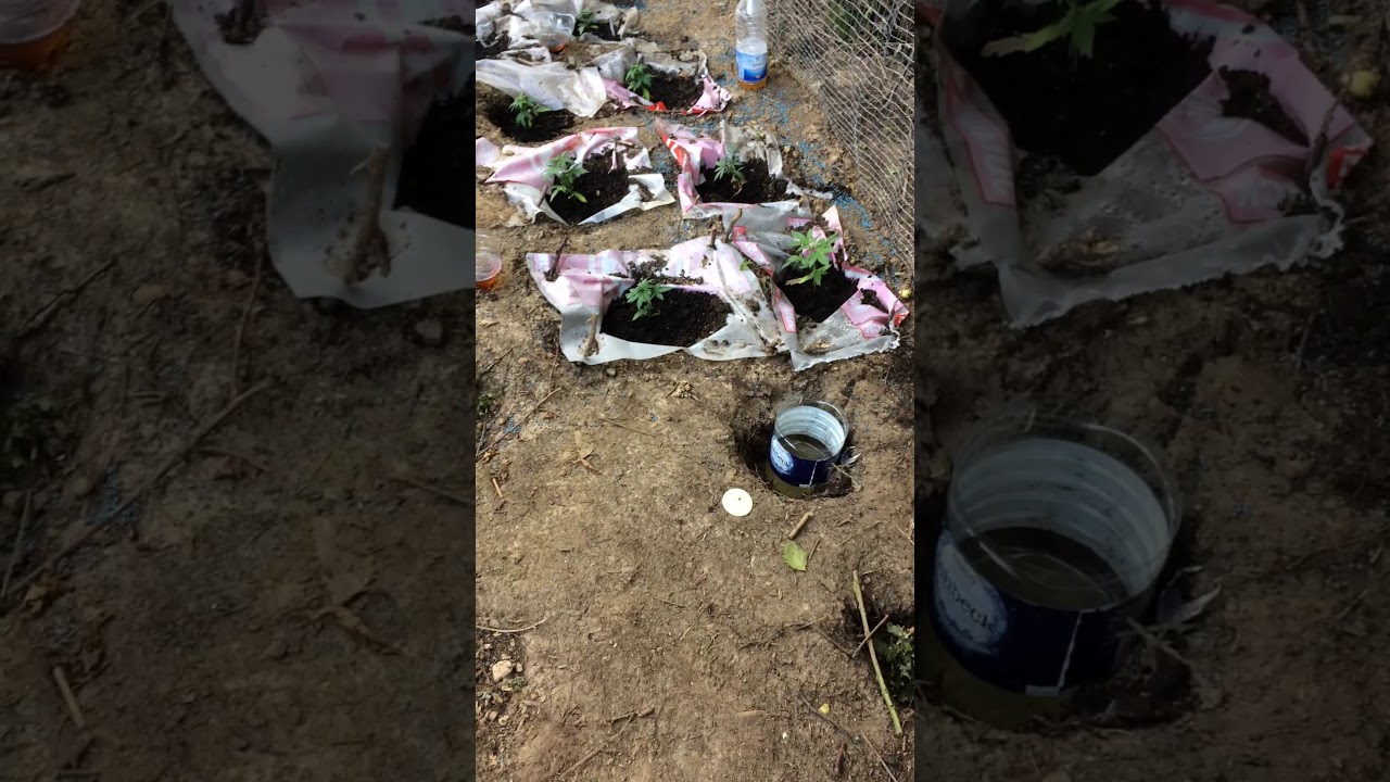 outdoor guerrilla grow 2017 video 6