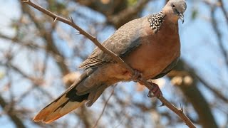 Calls of a Spotted Dove  HD Audio