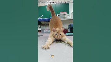 When cats try catnip for the first time
