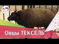 Овцы породы ТЕКСЕЛЬ. Особенности, уход