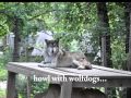Animal Adventures in North Carolina Book Trailer