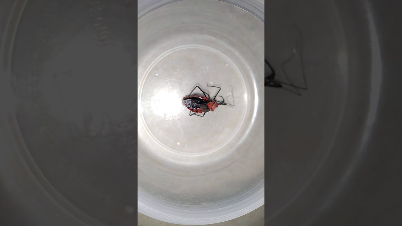 Exploring Milkweed Assassin Bug By Bhuvana - PiP World