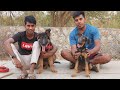 GERMAN SHEPHERD LONG COURT DOBERMAN MIX || CAPTAIN DADA ||