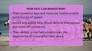 How Fast Can Rhinos Run? - The Wild Life Explorer