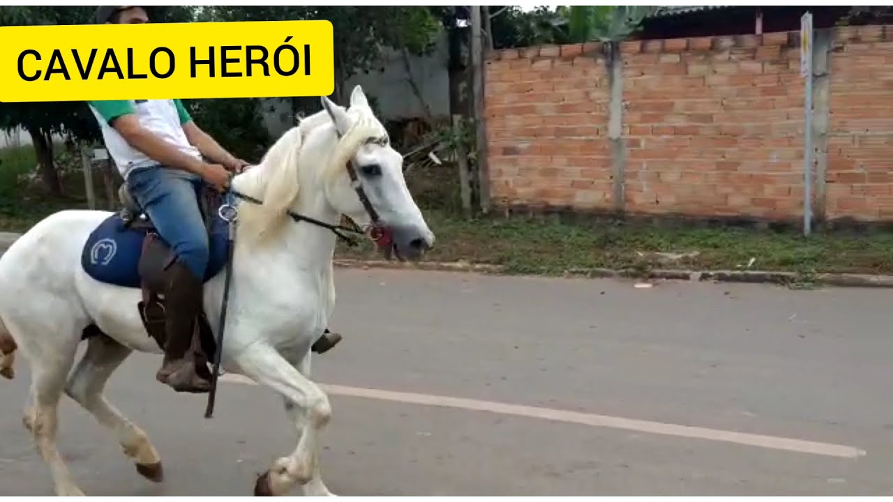 CAVALOS MANGA LARGA, MARCHA PICADA, EM VISITA AO HARAS LIMONGY GOIÂNIA - GO
