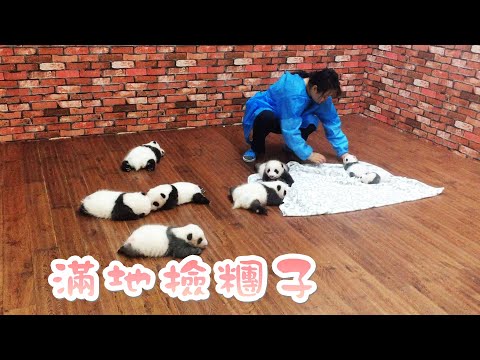 《熊貓主題趴》血槽已空！個個都是我的愛 | iPanda熊貓頻道
