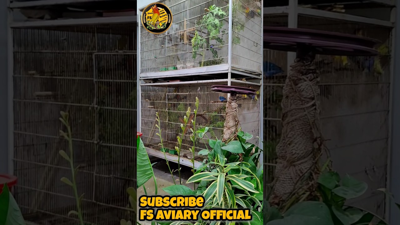 Most Beautiful Inside view of FS Aviary Official | FS 180 Ring Birds | 