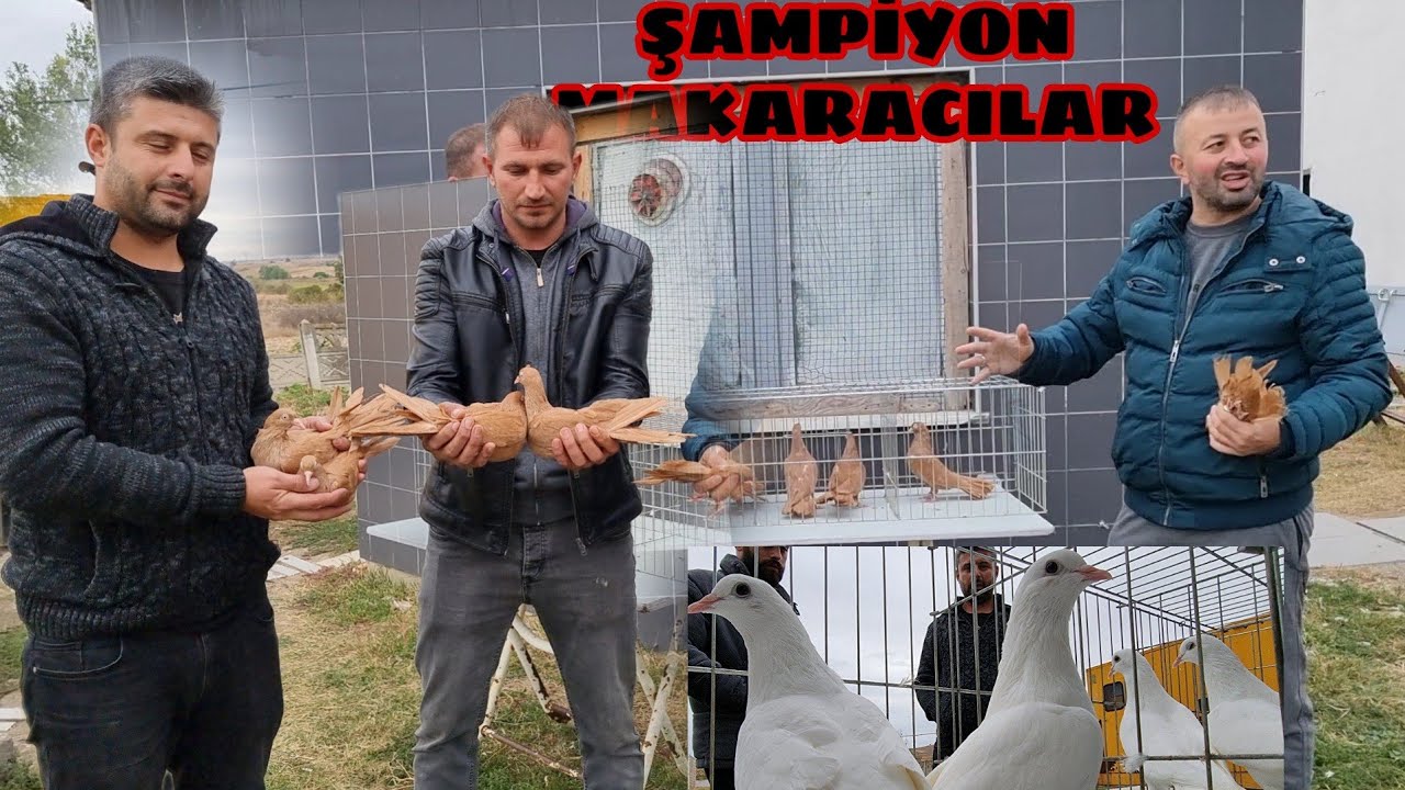 LÜLEBURGAZ DA ŞAMPİYON TRAKYA MAKARACILARI RECEP BEYİN NAM YAPMIŞ 6 7 SAAT UÇAN KUŞLARI