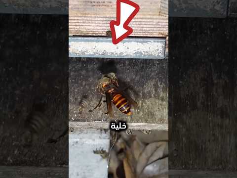 مجموعة النحل تقتل الدبور الضخم