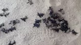 Baby Turtles Being Born on the Beach