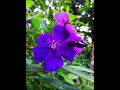 Peaceful flowers video with calm music 🎼 | Nature 🍃 | Flowers 🌸 | Green 🌿| Stress Relief