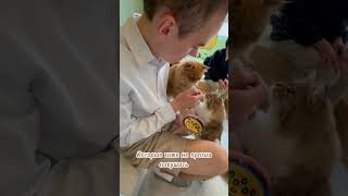 Кафе с капибарой в Токио #япония #капибара #токио #путешествия #котики