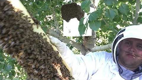 Honeybees found the swarm trap