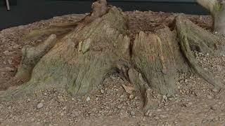 Tree Stump Low - close up