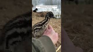Download Lagu A man discovered an abandoned emu egg in his backyard and then MP3