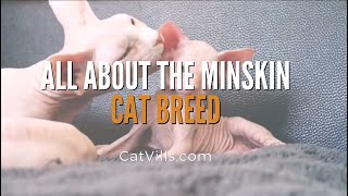 ALL ABOUT THE MINSKIN CAT BREED by Catvills 262 views 2 years ago 46 seconds