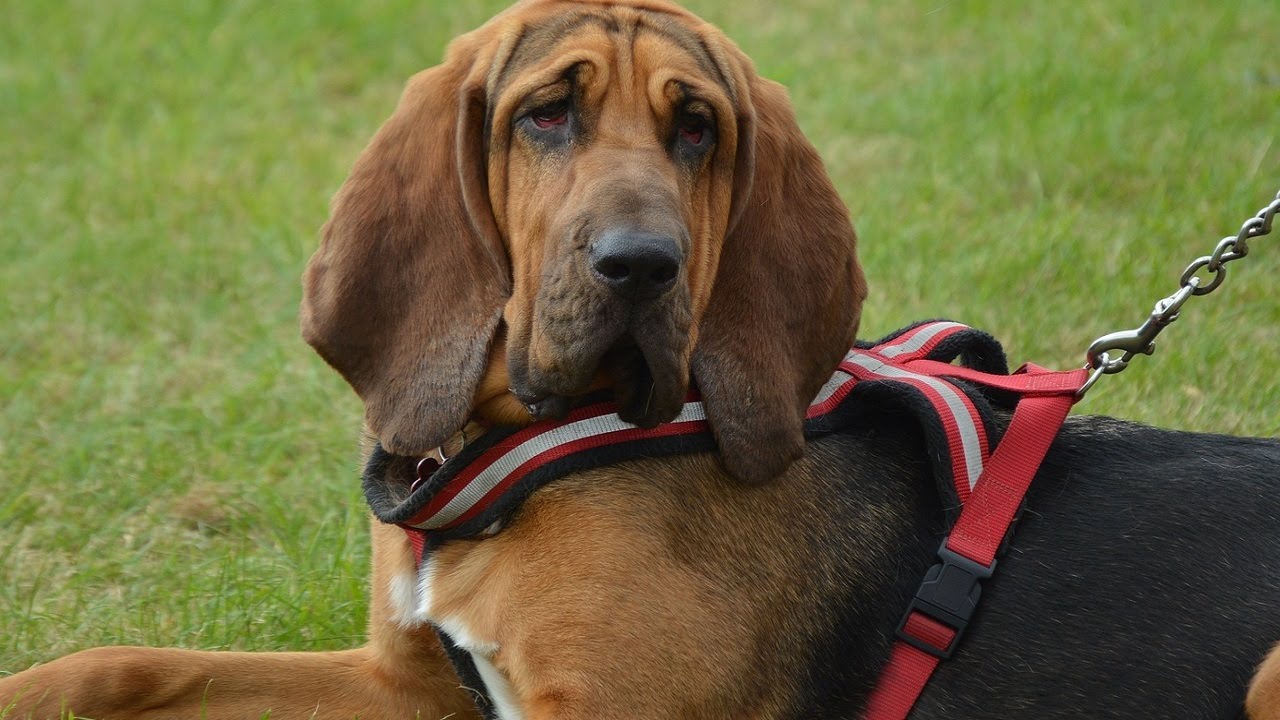 Bloodhound Dog Breed Information: Appearance, Temperament, Health and Lifespan