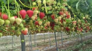 New Farm Produce Ltd Strawberry Field 2021 screenshot 5