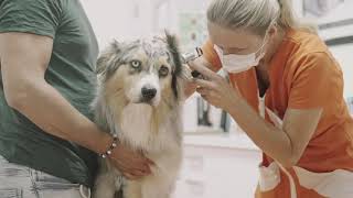 Cortotic® Nuevo Tratamiento Para La Otitis Externa En Perros