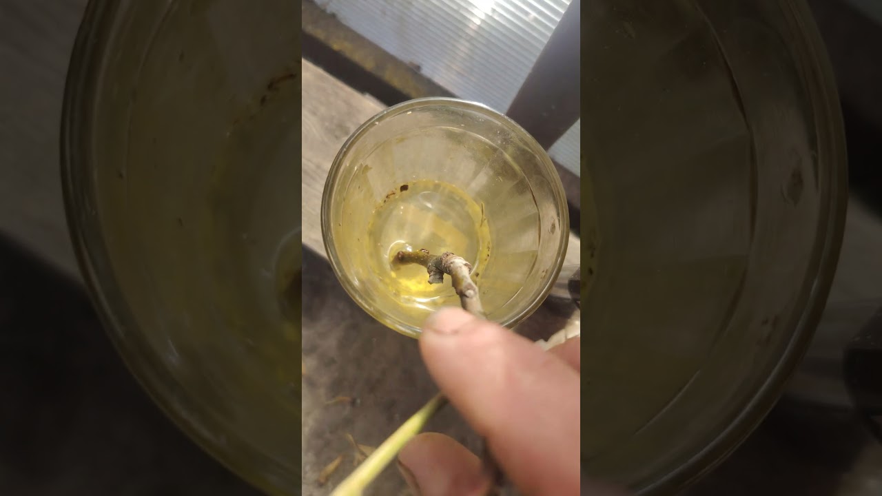 Сера подкисляет почву?