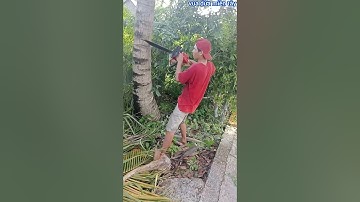 Vua Dừa Miền Tây// vua dừa cưa cây dừa lửa ở cặp đường nông thôn