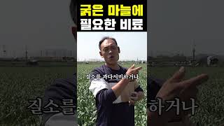 굵은 마늘 수확에 필요한 비료!