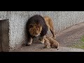 Første kuld løveunger møder deres far | Copenhagen Zoo