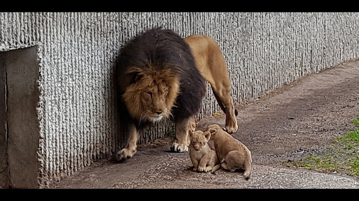 Første kuld løveunger møder deres far | Copenhagen Zoo
