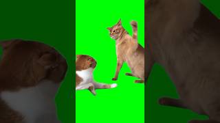 Green Screen Cat Hits Another Cat Meme