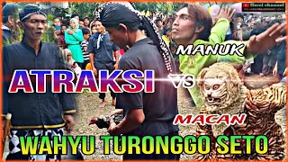ATRAKSI SPEKTAKULER‼️MACAN VS MANUK🔥EBEG WAHYU TURONGGO SETO WANAKROPO💥@gerolchannel21