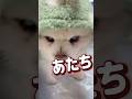 APT.ポラニアンver