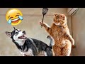 CLASSIC Dog and Cat Videos 🐶 😹 1 HOURS of FUNNY Clips