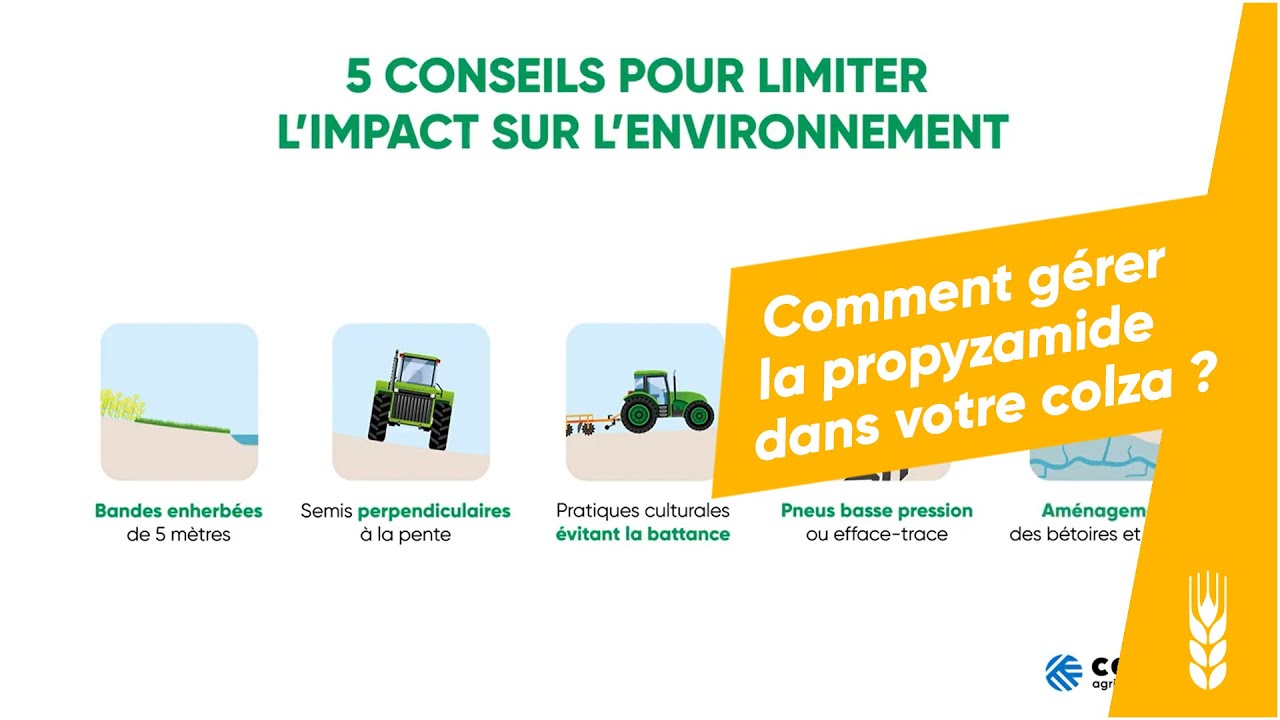 Comment gérer la propyzamide dans votre colza ?