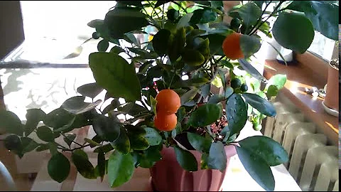 Комнатный мандарин: секреты ухода