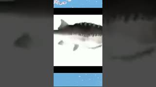 Рыба Крутиться | Fish Spin | Самая Подозрительная Рыба