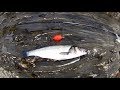 Shore Fishing - An Awesome Way to Fish for Sea Bass - Bubble Float - Shrimp/Prawn