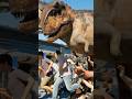 【気持ちいい】大量のカルノタウルスが人ごみを破壊していた/[Satisfying] Carnotaurus was wreaking havoc on the crowd. #dinosaur