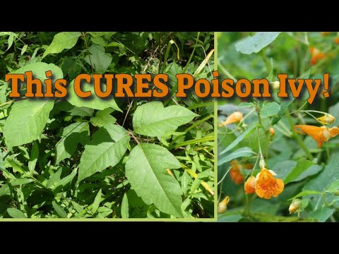 Antidote for Poison Ivy - Natures Treasure!