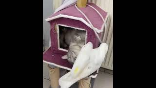 💓Aww cute cat cute lovely parrot 😍@LETS ANIMALS  😍viral video💖cat Compilation #Shorts by LETS ANIMALS 1 view 2 years ago 1 minute, 1 second