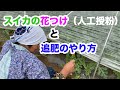 スイカの追肥　花つけ人工授粉