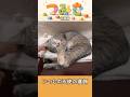 手のひらサイズの子猫つみき028。#shorts #子猫 #保護猫