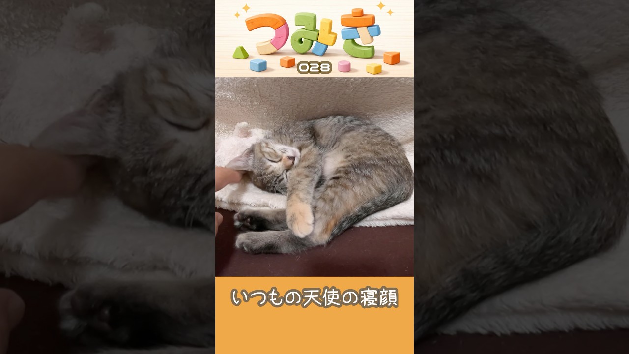 手のひらサイズの子猫つみき028。#shorts #子猫 #保護猫
