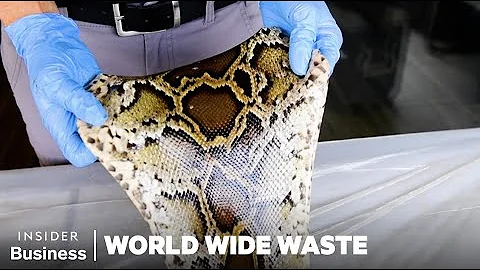 How People Profit Off Invasive Species | World Wide Waste | Insider Business - DayDayNews