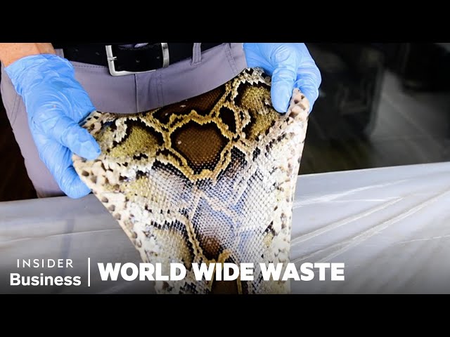 How People Profit Off Invasive Species | World Wide Waste | Insider Business