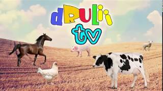 Finger Family Farm Animals   Nursery Rhymes & Kids Songs   dRuLii TV