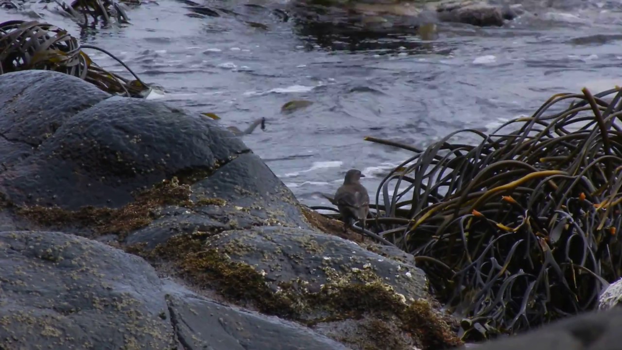 Churrete marisquero - Cinclodes taczanowskii