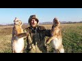 КРАСИВАЯ ОХОТА НА ОГРОМНЫХ ЗАЙЦЕВ!!! beautiful hunting 2018 - 2019