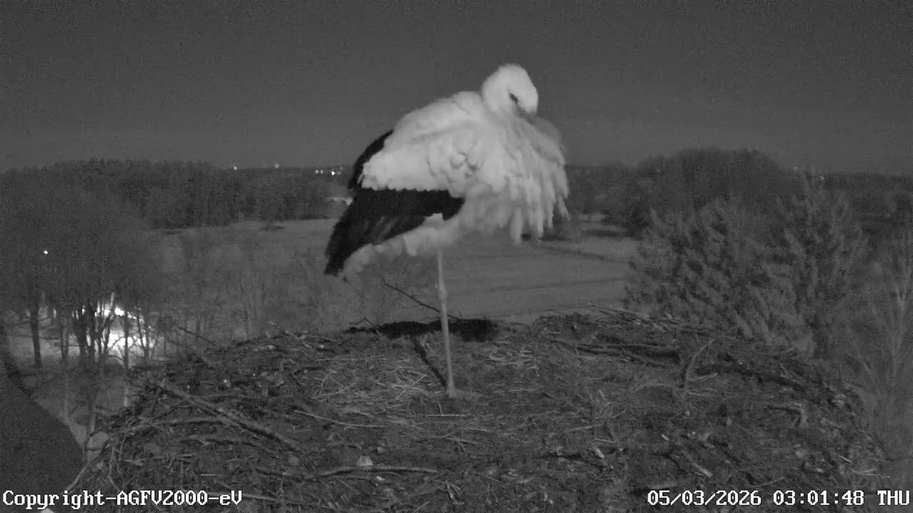 00:00 Uhr bis 09:05 Uhr (Zeitraffer) 05.03.2026 Storchennest Altlandsberg