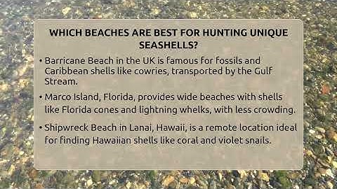 Which Beaches Are Best For Hunting Unique Seashells? - Beach Tour Guide